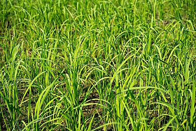 《我的夏季汽车》在抢先体验八年之后推出正式版